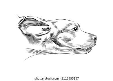 Head of fast running dog hand drawn sketch. Portrait of beagle breed dog moving black graphic sketch isolated on white background. Vector illustration