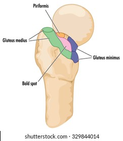 The head of the femur, showing points of attachment of the piriformis, gluteus medius, gluteus minimus and the bald spot
