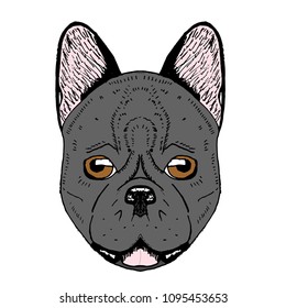 The head of fench bulldog. line art. Vector illustration.