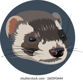 head ferret