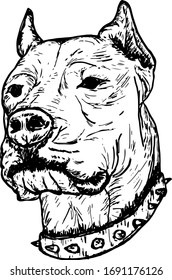 Der Kopf eines erbitterten argentinischen Mastiff-Hundes mit spitzen Kragen. Handgezeichnete Vektorillustration.