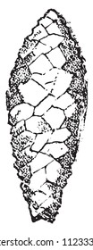 Cabeza de lance flint, ilustración vintage grabada. De la creación natural y los seres vivos.