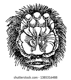 The Head of Flower Nosed Bat is one of the group of wing handed flying mammals, vintage line drawing or engraving illustration.