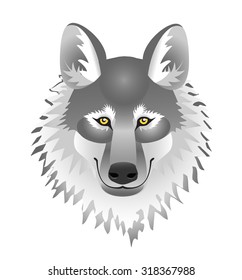 head fluffy, gray wolf on a white background
