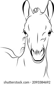 cabeza de un potro, cabeza de caballo 