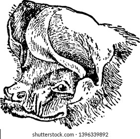 Head of Free tailed Bat is a bat species found in South North and Central America vintage line drawing or engraving illustration.