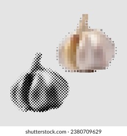 Head of fresh garlic for preparing vegetable salad. Farm food with healthy vitamins for dietary nutrition. Organic garlic with beneficial substances for human immunity. Cooking ingredients
