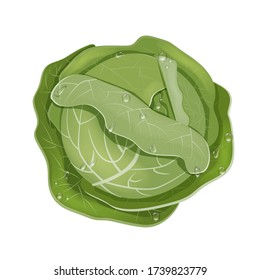 A head of fresh white cabbage in drops of rain or dew. The view from the top. Vector illustration isolated on a white background. In a realistic cartoon style.