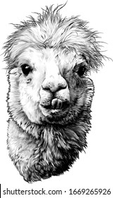 cabeza de una divertida y linda alpaca o llama con dientes sobresalientes, esbozar gráficos vectoriales monocromo ilustración en fondo blanco