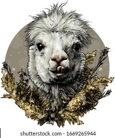 cabeza de una divertida y linda alpaca o llama con dientes sobresalientes decorados con pasto seco y decorados en una composición de plantas, esbozar gráficos vectoriales ilustraciones en color sobre un fondo blanco