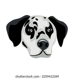 Head of funny dalmatian dog on white background