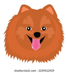 Head of funny spitz on white background