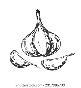 Head of garlic and garlic cloves isolated on white background. Hand drawn garlic. Black and white vegetable. Food drawn with hatching. Sketch of garlic 