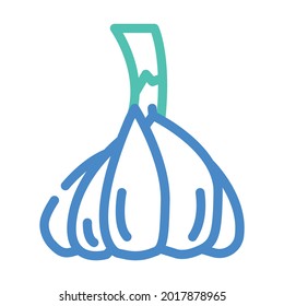 head of garlic color icon vector. head of garlic sign. isolated symbol illustration