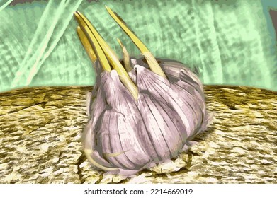 A Head Of Garlic Full Of A Natural Antibiotic