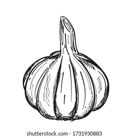 The head of garlic in the husk. Doodle style. The vegetable is drawn by hand and isolated on a white background. For menu design, recipes, and food packaging. Black and white vector illustration