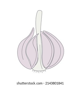 Head garlic isolated vector illustration. Simple image garlic spice. Culinary ingredient on white background. Vegetable color icon