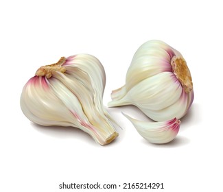 Head of garlic. Isolated vector illustration.