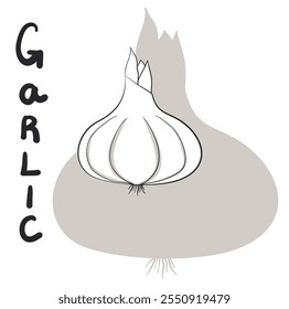 Head of garlic on a shadow background with the inscription garlic. Vector illustration