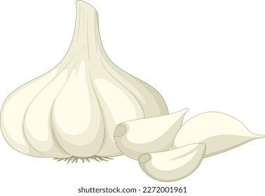 A head of garlic on white background illustration