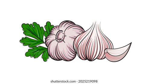 Head of garlic and parsley leaf is a hot spice. Vector illustration.