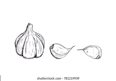 The head of garlic and a piece of it. Vector sketch plants are edible.