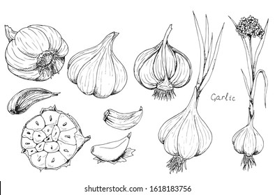 Head of garlic. Traditional medicine. Herb. Whole plant, fresh root, cut in half, slices, parts, peel, flower. Spicy condiment. Isolated clipart set on white background. Hand-drawn ink sketch.