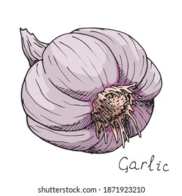 Head of garlic. Traditional medicine. Herb. Whole fresh root with peel. Spicy condiment. Isolated on white background. Hand-drawn ink sketch.