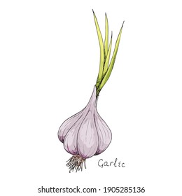 Head of garlic. Traditional medicine. Herb. Whole plant. Spicy condiment. Isolated on white background. Hand-drawn ink sketch.