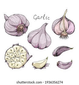 Head of garlic. Traditional medicine. Herb. Fresh root, cut in half, slices, parts, peel. Spicy condiment. Isolated clipart set on white background. Hand-drawn ink sketch.