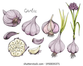 Head of garlic. Traditional medicine. Herb. Whole plant, fresh root, cut in half, slices, parts, peel, flower. Spicy condiment. Isolated clipart set on white background. Hand-drawn ink sketch.