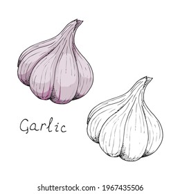 Head Of Garlic. Traditional Medicine. Herb. Whole Plant. Spicy Condiment. Isolated Clipart Set On White Background. Hand-drawn Ink Sketch.