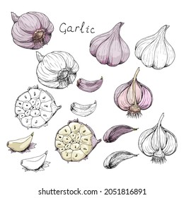 Head of garlic. Traditional medicine. Herb. Plant from garden, fresh root, cut in half, slices, parts, peel. Spicy condiment. Isolated clipart set on white background. Hand-drawn ink sketch.