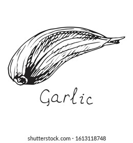 Head of garlic. traditional medicine. Herb.Plant, fresh root, slices, parts, peel. Spicy condiment. Isolated clipart set on white background. Hand-drawn ink sketch.