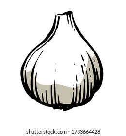 Cabeza de ajo.
El vector está aislado en un fondo blanco. Dibujo manual. Hortalizas de jardín.