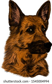 head German shepherd brown dog