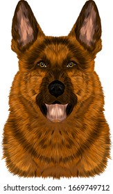 head German shepherd brown dog portrait vector illustration