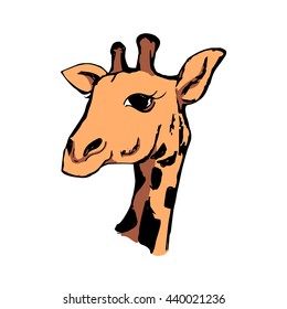 The head of a giraffe in color