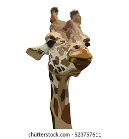 The head of a giraffe isolated on a white background. Vector illustration.