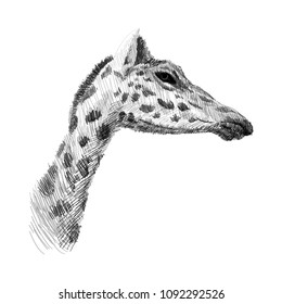 The head of a giraffe sketch black and white vector graphics drawing. African wildlife doodle illustration, Profile portrait of a giraffe, monochrome. 