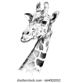 the head of a giraffe sketch vector graphics black and white drawing