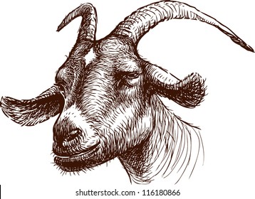 head of goat