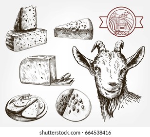 Head of a goat. Goat cheese. Set of sketches on a gray background