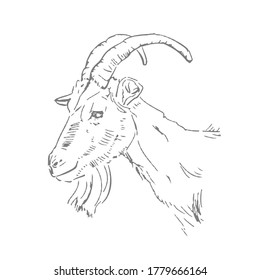 The head of a goat drawing in the style of woodcut. Engraving of a goat on a white background. Sketch of a goat