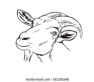 head of the goat, farm animals, black and white vector illustration in graphic style