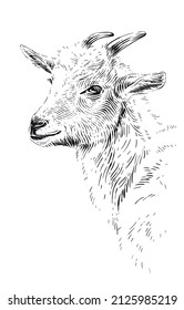 head goat hand drawing sketch engraving illustration style