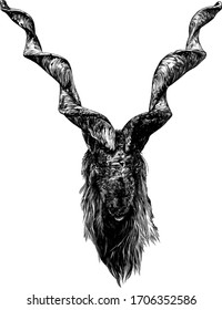 the head of a goat with large screw horns and thick hair looks straight full-face, sketch vector graphics monochrome illustration on a white background
