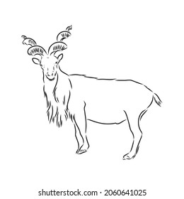 the head of a goat with large screw horns and thick hair looks straight full-face, sketch vector graphics monochrome illustration on a white background