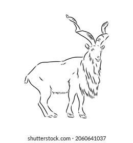 the head of a goat with large screw horns and thick hair looks straight full-face, sketch vector graphics monochrome illustration on a white background