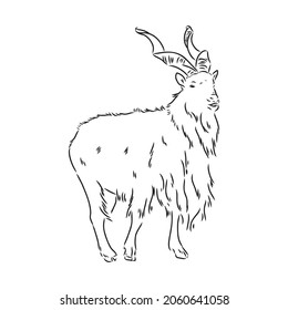 the head of a goat with large screw horns and thick hair looks straight full-face, sketch vector graphics monochrome illustration on a white background